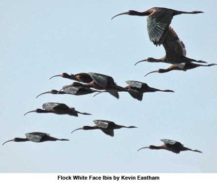 Flock White Face Ibis by Kevin Eastham