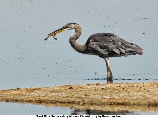 Great Blue Heron eating African  Clawed Frog by Kevin Eastham