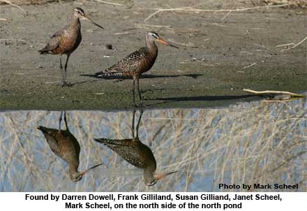 Hudsonian Godwits sighted at Piute Ponds