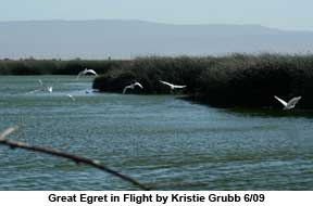 Great Egrets in Flight