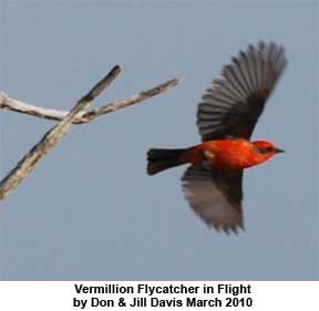 vermillion flycatcher flying