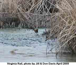 Virginia Rail bird spotted at Piute Ponds